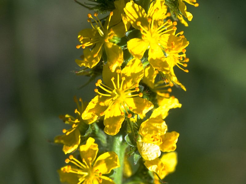 Agrimony Stock Essence - Healing Herbs