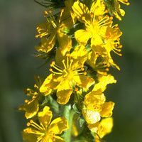 Agrimony Stock Essence - Healing Herbs