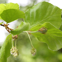 Beech Stock Essence - Healing Herbs