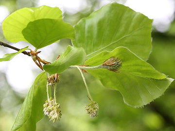 Beech Stock Essence - Healing Herbs