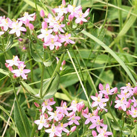 Centaury Stock Essence - Healing Herbs