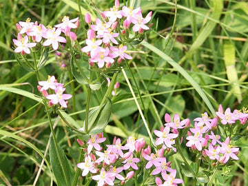 Centaury Stock Essence - Healing Herbs