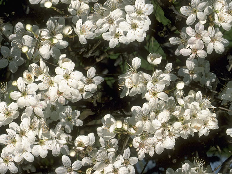 Cherry Plum Stock Essence - Healing Herbs