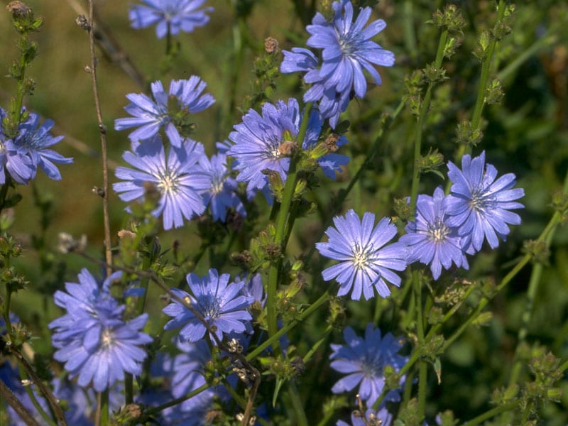 Chicory Stock Essence - Healing Herbs