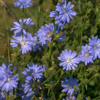 Chicory Stock Essence - Healing Herbs