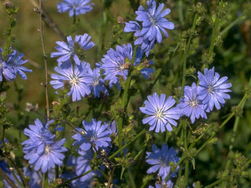 Chicory Stock Essence - Healing Herbs