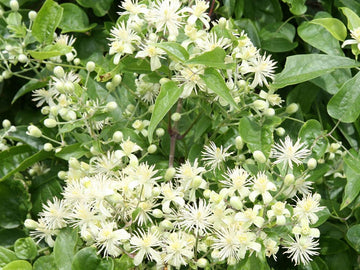 Clematis Stock Essence - Healing Herbs