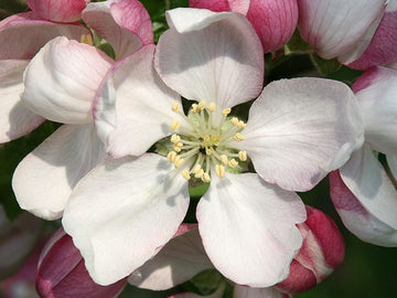 Crab Apple Stock Essence - Healing Herbs