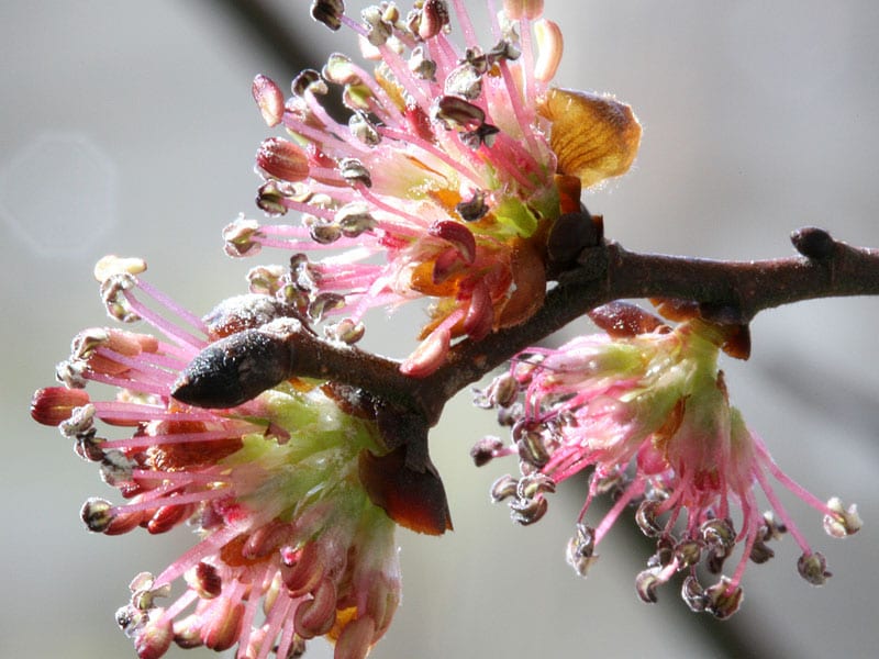 Elm Stock Essence - Healing Herbs