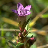 Gentian Stock Essence - Healing Herbs