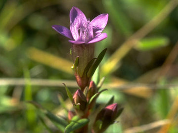 Gentian Stock Essence - Healing Herbs