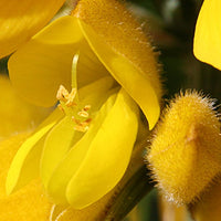 Gorse Stock Essence - Healing Herbs