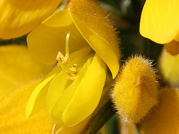 Gorse Stock Essence - Healing Herbs