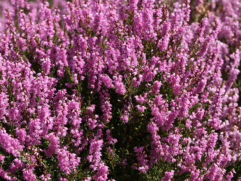 Heather Stock Essence - Healing Herbs