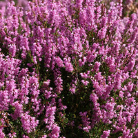 Heather Stock Essence - Healing Herbs