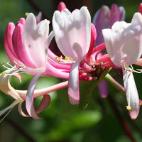 Honeysuckle Stock Essence - Healing Herbs