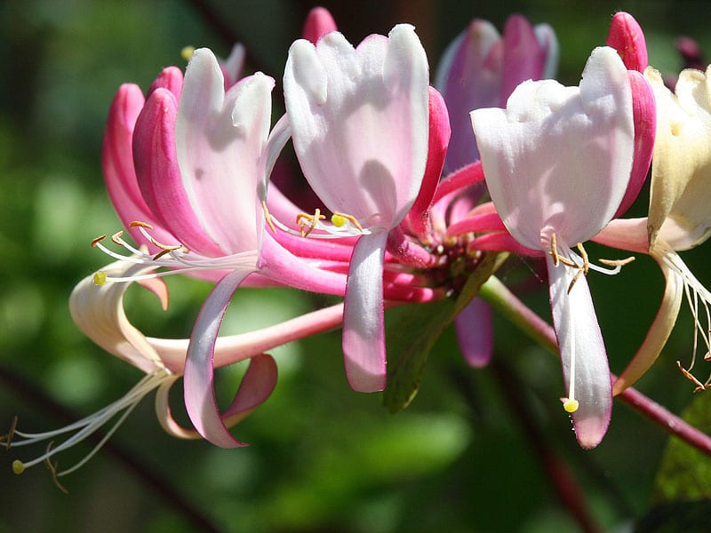 Honeysuckle Stock Essence - Healing Herbs