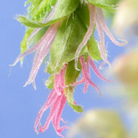 Hornbeam Stock Essence - Healing Herbs