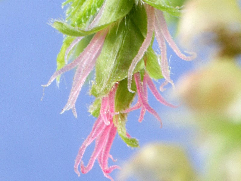 Hornbeam Stock Essence - Healing Herbs