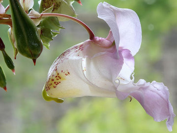 Impatiens Stock Essence - Healing Herbs