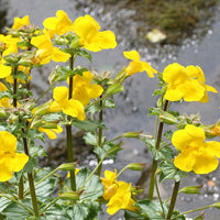 Mimulus Stock Essence - Healing Herbs