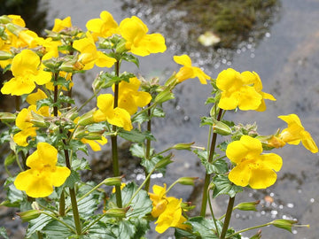 Mimulus Stock Essence - Healing Herbs