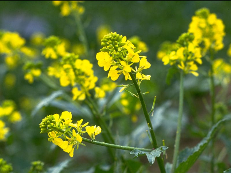 Mustard Stock Essence - Healing Herbs