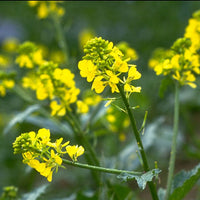 Mustard Stock Essence - Healing Herbs