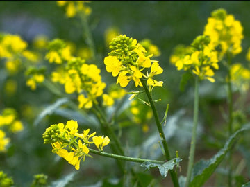 Mustard Stock Essence - Healing Herbs