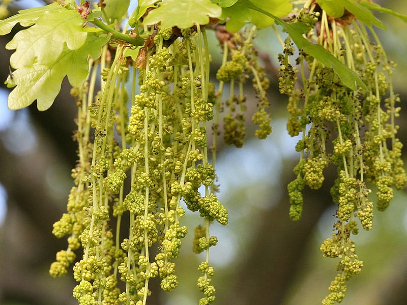 Oak Stock Essence - Healing Herbs