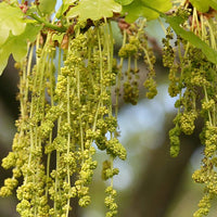 Oak Stock Essence - Healing Herbs