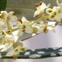 Olive Stock Essence - Healing Herbs