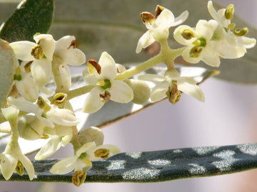 Olive Stock Essence - Healing Herbs