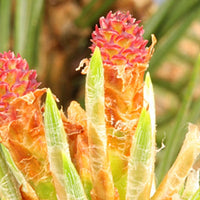 Pine Stock Essence - Healing Herbs