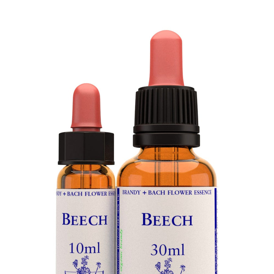 Beech Stock Essence - Healing Herbs