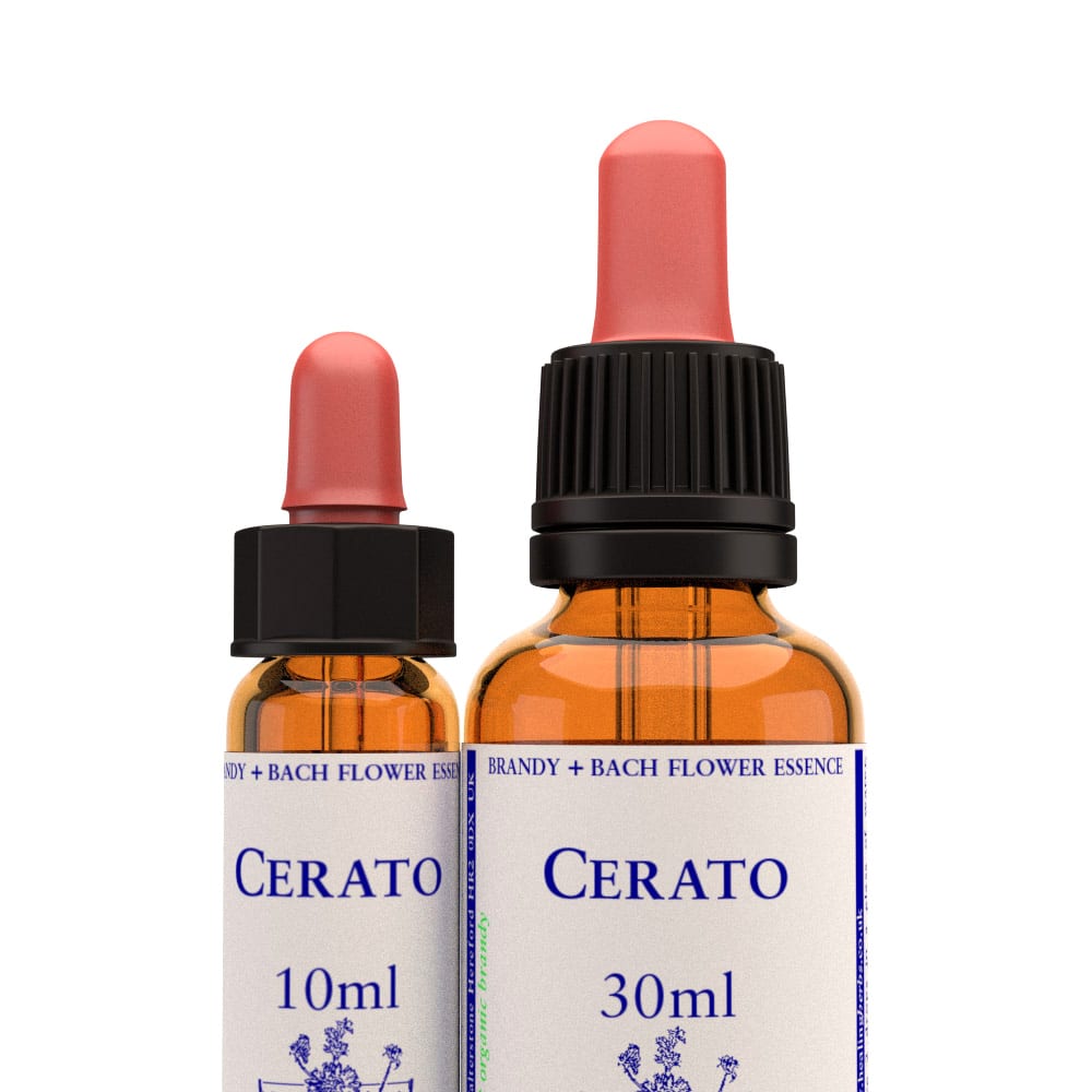 Cerato Stock Essence - Healing Herbs