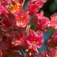 Red Chestnut Stock Essence - Healing Herbs