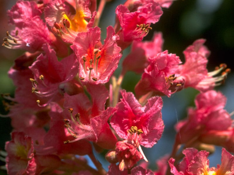 Red Chestnut Stock Essence - Healing Herbs