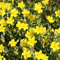 Rock Rose Stock Essence - Healing Herbs