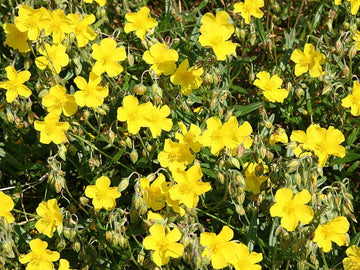 Rock Rose Stock Essence - Healing Herbs