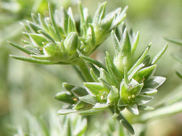 Scleranthus Stock Essence - Healing Herbs