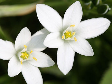 Star of Bethlehem Stock Essence - Healing Herbs