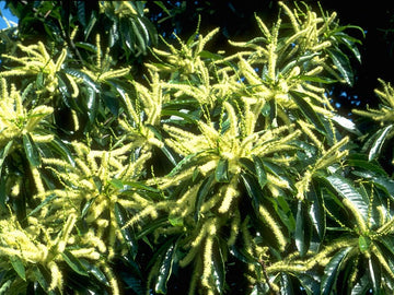 Sweet Chestnut Stock Essence - Healing Herbs