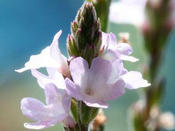 Vervain Stock Essence - Healing Herbs