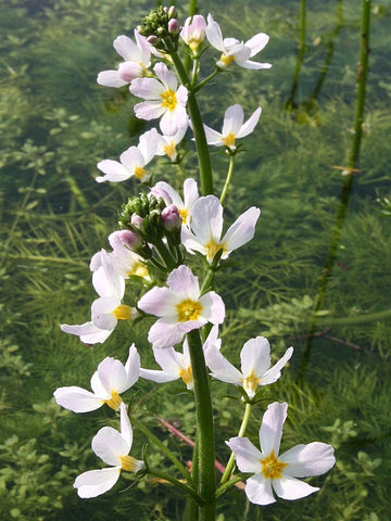 Water Violet Stock Essence - Healing Herbs