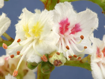 White Chestnut Stock Essence - Healing Herbs