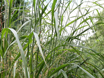 Wild Oat Stock Essence - Healing Herbs