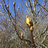 Chestnut Bud Stock Essence - Healing Herbs