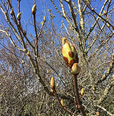 Chestnut Bud Stock Essence - Healing Herbs